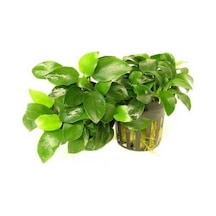 Anubias Nana 5-6 Yapraklı Canlı Bitki Standart