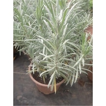 Saksılı Lavanta Fidanı 10-20 Cm