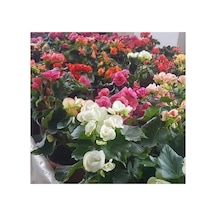 Pembe Yağlı Begonya Çiçeği Begonia Thurstonii 10-20 Cm