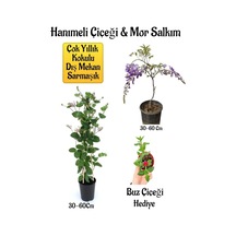 Kokulu Hanıme Çiçeği+mor Salkım Ağacı Fidanıbuz Çiçeği Peyzaj Seti