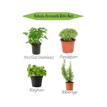 Aromatik Kokulu Mutfak Seti Itır Çiçeği+fesleğen+reyhan+biberiye Fidesi 4 Adet