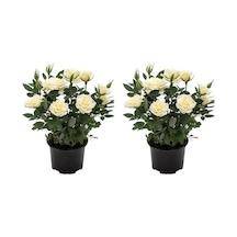 Videolu Yediveren Yoğun Kokulu Beyaz Gül 2 Adet 35-65 Cm Saksılı/tüplü Bahçe Bitkisi White Rose