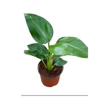 Trend Starliçe Cennet Kuşu Çiçeği Strelitzia Nicolai İç Mekan 20-45cm