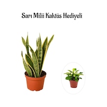 Hediyelik Sarı Alacalı Paşa Kılıcı Bitkisi Sevgililer Gününe Özel Sarı Milli Hediyeli