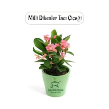 Pembe Renk Milii Dikenler Tacı Çiçeği 1 Adet Saksılı Euphorbia Milii