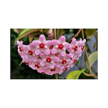 Mum Çiçeği Fidanı Hoya / Pembe 10 -20 Cm