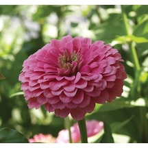 Zinnia - Kirli Hanım Tohumu Dev Çiçekli, Uzun Boylu - Pembe Renkli - 5 Tohum