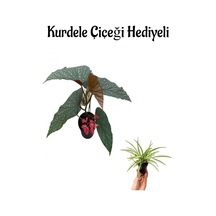 Çiçekli Çilli Begonya Çiçeği Sevgililer Gününe Özel Kurdele Çiçeği Hediyeli