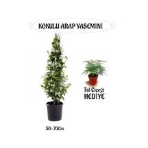 Mis Kokulu Arap Yasemini 1 Adet+tül Çiçeği Hediyeli Peyzaj Seti