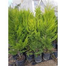 Serada Decor Plant Limon Selvi 10 Adet Kokulu Limon Cupressus Macrocarpa Goldcrest Saksılı 50-60 Cm