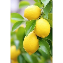 1 Kg Taze Limon