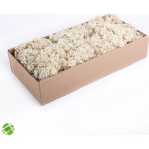Reindeer Moss Beyaz Şoklanmış Norveç Yosunu 250gr