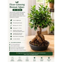 Ficus Ginseng Bonsai Ağacı Saksı, 20-30 Cm