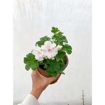 Beyaz Sakız Sardunya Çiçeği Fidanı 15-25 Cm Saksılı Çiçekli Bodur Bitkiler Pelargonium