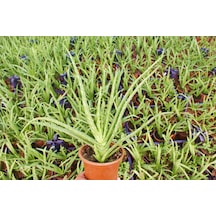 Aloe Vera Bitkisi 10 Adet