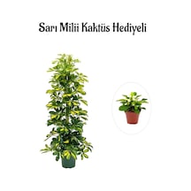 Hediyelik Sarı Alacalı Şeflera Bitkisi Sevgililer Gününe Özel Sarı Milli Kaktüs Hediyeli