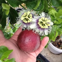 Passiflora Edulis Maruçya Tohumu 3 Adet