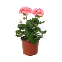 Gardenbox Saksılı Açık Pembe Yavruağzı Sardunya Çiçeği 10-20 Cm Canlı