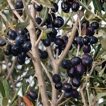 Gemlik Etli Salamuralık Trilye Zeytin Fidanı