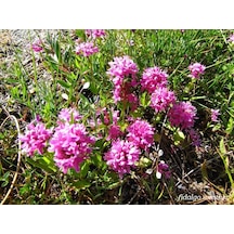 Lila Renkli Plectritis Çiçeği Tohumu 100 Tohum