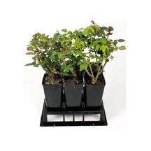 Aşılı Gül Fidanı Kayısı Renkli 15-25 Cm