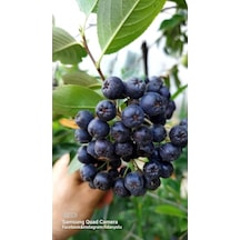 Aronya Viking Fidanı, Doku Kültürü, 1 Yaş Aronia Standart