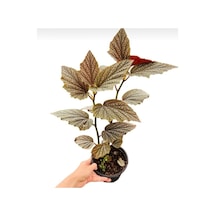 Yerli Üretim Çilli Begonya Fidanı 10-20 Cm