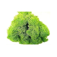 Reindeer Moss Spring Şoklanmış Norveç Yosunu 30gr