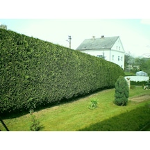 Leylandi Fidesi 'cupressocyparis Leylandii' Aşılı Çit Bitkisi 50'