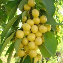 Beyaz Kiraz Starksgold Fidanı Aşılı - 2 Yaş Tüplü 100Cm