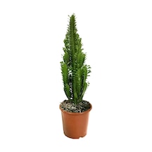 Euphorbia Trigona (Süt Ağacı) Ø17 CM Y60-70 CM