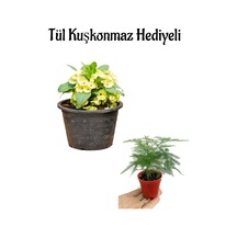 Anneler Gününe Özel Sarı Renk Milli Dikenler Tacı Çiçeği Tül Kuşkonmaz Hediyeli