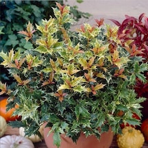 Çiçekleri Kokulu Herdem Yeşil Osmanthus Heterophyllus Tricolor Fidanı Soğuklara Dayanıklı