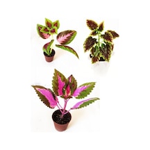 Yaprak Güzeli Fidanı Set Kolyos 3 Adet Mix 10-20 Cm