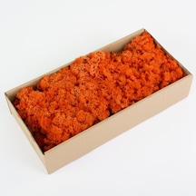 Trend Bahçe Turuncu Şoklanmış Reindermoss Teraryum Yosunu 50 G