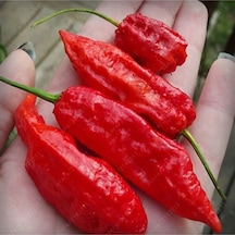20 Adet Kırmızı Bhut Jolokia Biber Tohumu