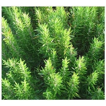 Biberiye Çiçeği Fidanı - Tüplü \ 30-50 Cm