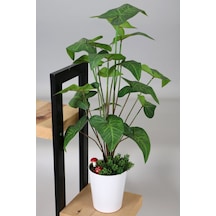 Dekoratif Beyaz Mika Saksıda Kaladyum Caladium Bitki Tanzimi 70 Cm Koyu Yeşil