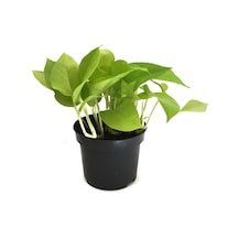 Epipremnum Aureum 'Neon' (Salon Sarmaşığı) Ø12 CM Y15-20 CM