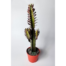 Afrika Süt Ağacı Eforbia Trigona 30 Cm Büyük Boy 12 Cm Saksıda 1 Adet