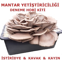 2 Adet İstiridye Mantarı Tohumu Ekili Kutu