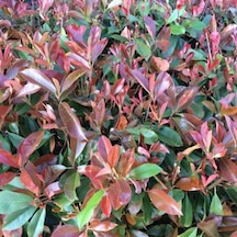 Bahçevilya 50-60 Cm Boyunda Alev Ağacı Photinia Fraseri Fidanı