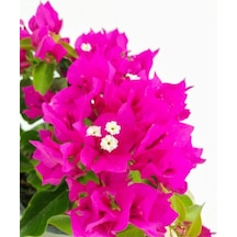 Videolu Fuşya Pembe Begonvil 30 50 Cm 1 Adet Saksılı Çiçekli Bahçe/ Balkon Bitkisi Bougainvillea