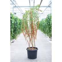 Ithal Goji Berry Tohumu Ekim Seti Kurt Üzümü Tohumu Gojiberry Tohumu Saksı Toprak Kombin