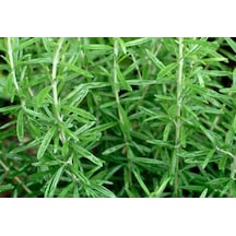 Tüplü Aromatik Biberiye Fidanı