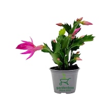 Schlumbergera Truncata Pembe Renk Yılbaşı Çiçeği 10-15cm Yılbaşı Kaktüsü