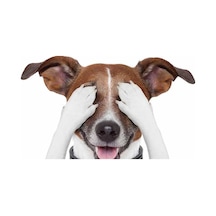 Terrier Sevimli Köpek Sticker Yapıştırma 18cm Model1
