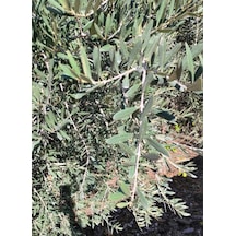 Doğal Yaşam Zeytin Yaprağı 50 G