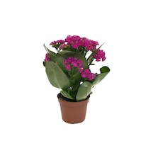 Kalanchoe Calandiva 'Purple' (Kalanşo Çiçeği) Ø10,5 CM Y15-20 CM