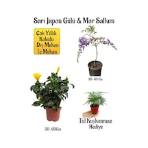 Sarı Japon Gülü Çiçeği+mor Salkım Ağacı Fidanı+ Tül Kuşkonmaz Peyzaj